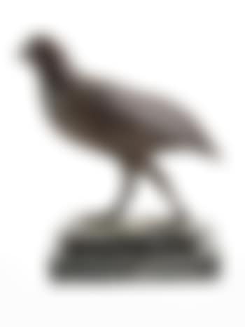 Partridge (preview)