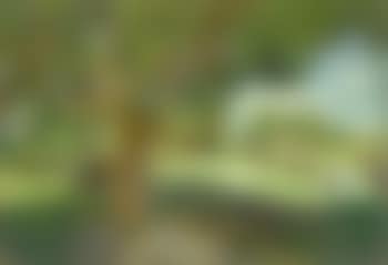 A Vietnamese Country's Scene (preview)