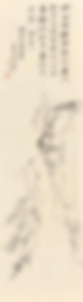 Scholar And Lone Pine (preview)