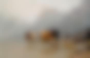 Kühe und Gänse mit einem Hirten am Seeufer (preview)