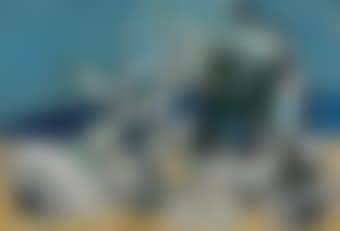 Homard et chat sur la plage (preview)