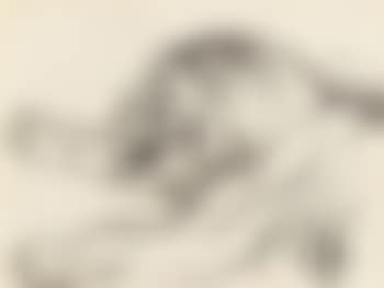 Löwe (preview)
