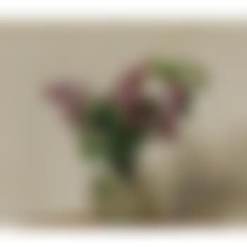 Lilas (preview)