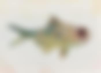 Untitled (Big Eyed Fish) (preview)