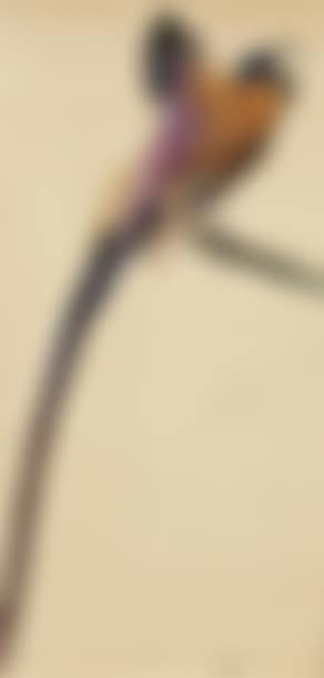 Epimacus meyeri, oiseau tropicale mâle (preview)