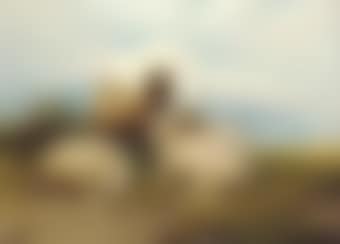 Four sheep in a landscape (preview)