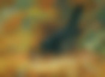Blackbird (preview)