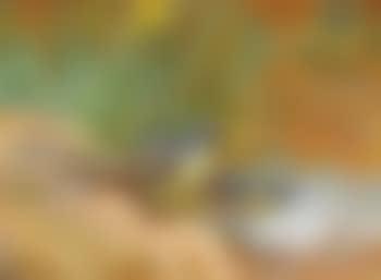 Grey Wagtails (preview)