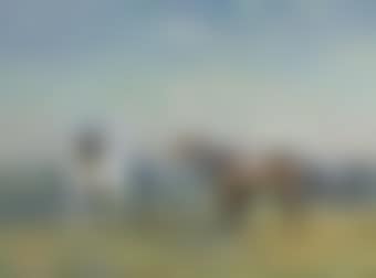 Early Morning on Manton Downs (preview)