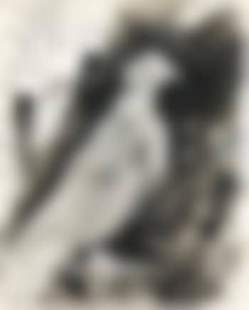 Pigeon ramier. Soleil (preview)