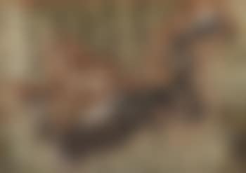 Cerf et biches (preview)