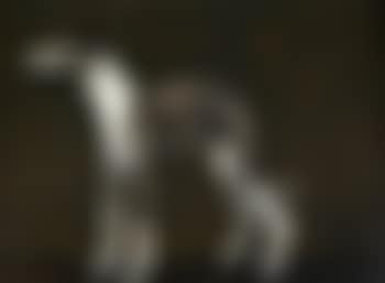 The Young Greyhound (preview)