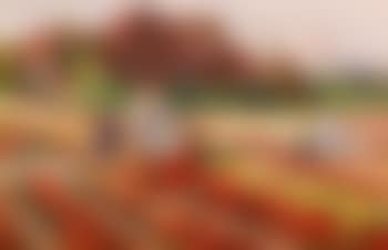 Bei der Blumenernte (preview)