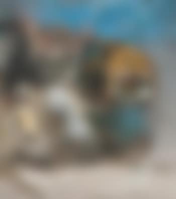 Chouette (preview)