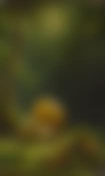 Der Maler auf einer Waldlichtung, unter einem Schirm liegend (preview)