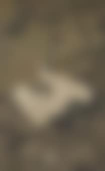 Two Cranes in the Tree Shade (preview)