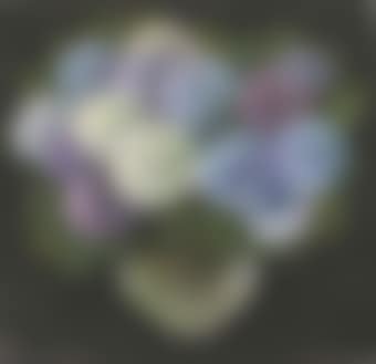 Hydrangea (preview)