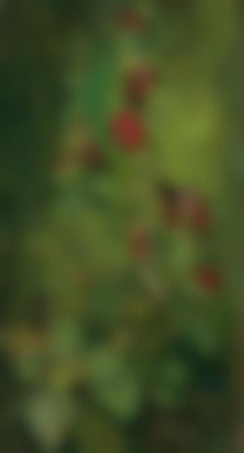 Red Hollyhocks (preview)