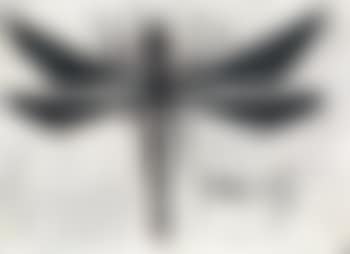 Libellule (preview)
