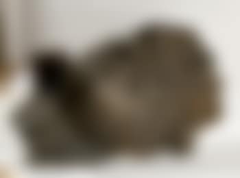 Sonno screpolato sdraiato (preview)