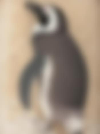 Penguin (preview)