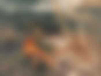 Fox stalking mallards (preview)