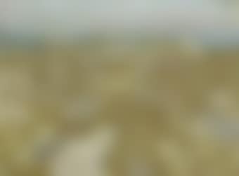 Beach, brown and white (preview)