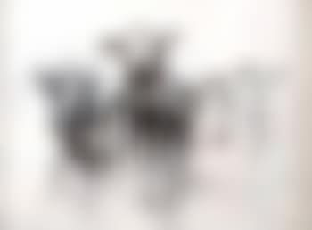 Curious cows (preview)