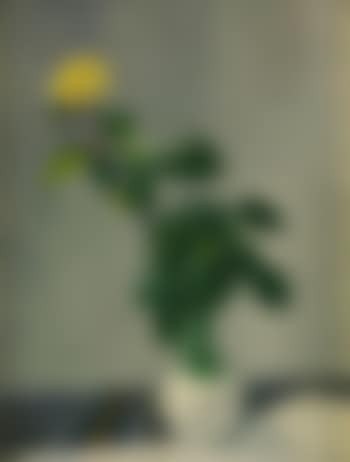Stilleben med gul ros (preview)