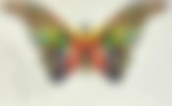 Butterfly (preview)