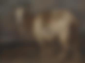 Study of a goat (preview)