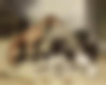 Nach der Jagd (preview)