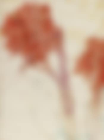 Rote Cannas (preview)