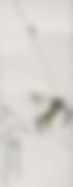 Insect on a branch (preview)