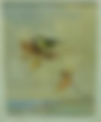 Pileated woodpeckers (preview)