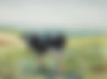 Cow above Cochrane (preview)