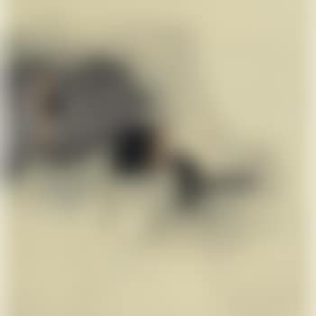 Untitled collage (preview)