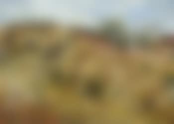 The cornfield (preview)