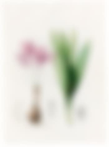 Colchicum Autumnale (Meadow Saffron Or Autumn Crocus) (preview)