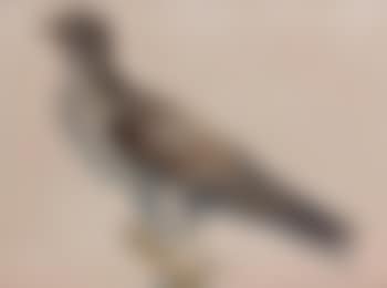 Étude d'oiseau (preview)