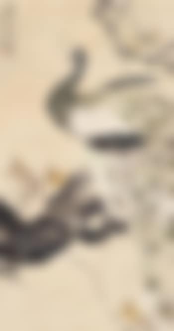 Peacock (preview)