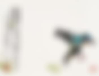 Birds (preview)