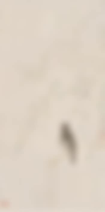 Bird (preview)