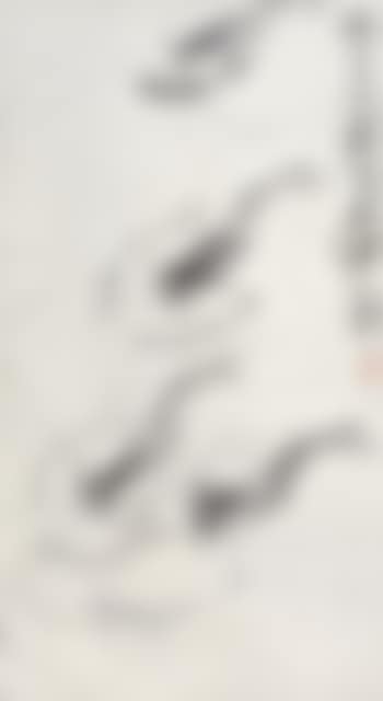 Shrimp (preview)