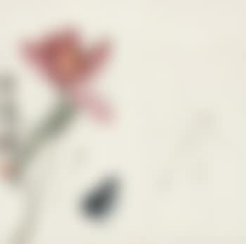 Red Lotus And Frog (preview)