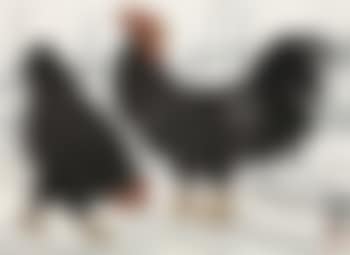 Double Roosters (preview)
