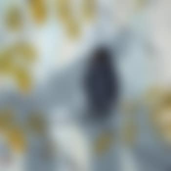 Bird Among Autumn Leaves (preview)