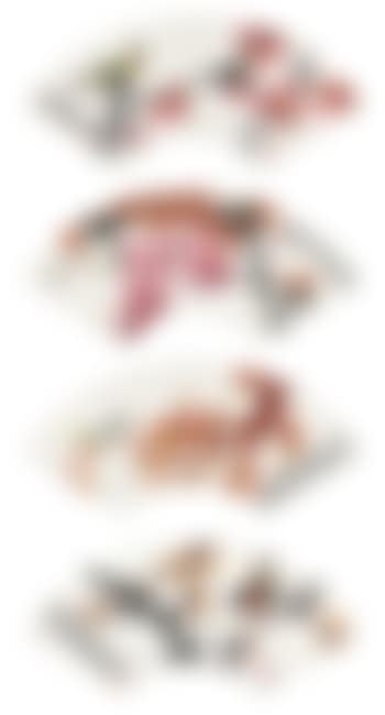 Flowers And Birds (preview)