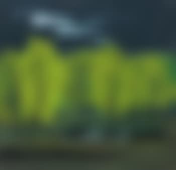 Willow Forest (preview)