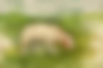 Somerset (preview)